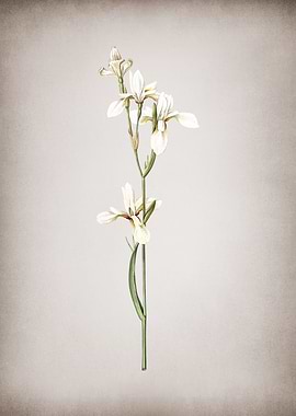 Vintage Siberian Iris