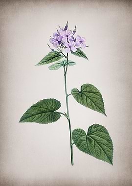 Morning Glory Flower