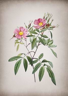 Vintage Pink Swamp Roses