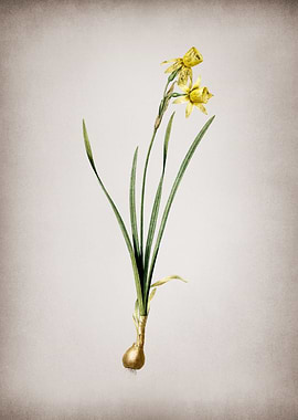 Narcissus Calathinus