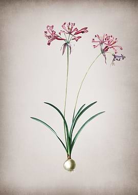 Vintage Nerine