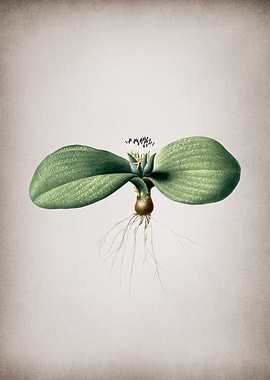 Vintage Massonia Pustulata