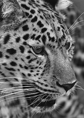 Leopard Portrait