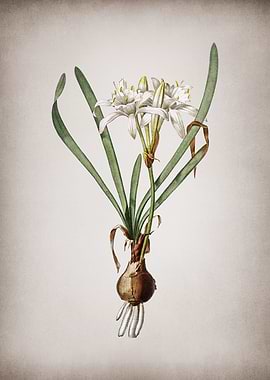 Vintage Sea Daffodil