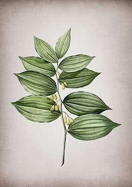 Vintage King Solomons Seal