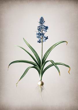 Vintage Scilla Patula