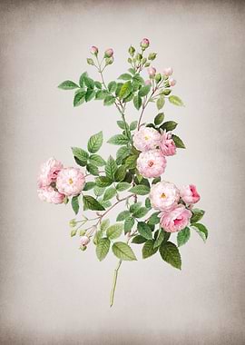 Vintage Pink Baby Roses