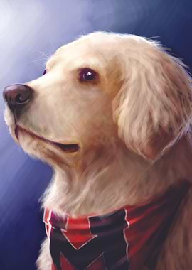 Golden Retriever