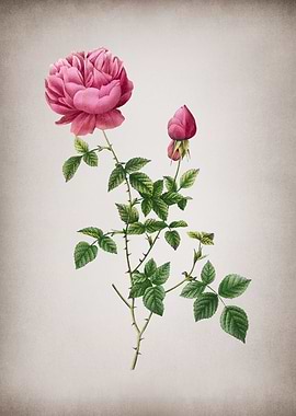 Pink Autumn China Rose