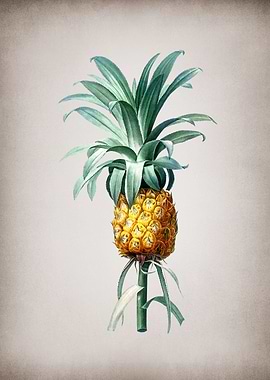Vintage Pineapple