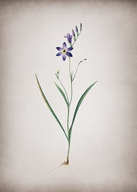 Vintage Ixia Secunda