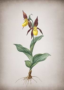 Ladys Slipper Orchid