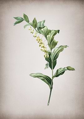 Vintage Solomons Seal