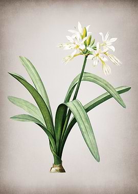 Pancratium Illyricum