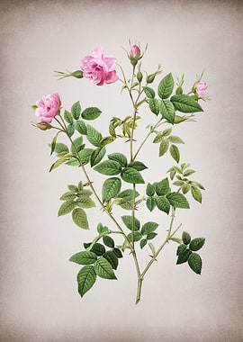 Pink Flowering Rosebush