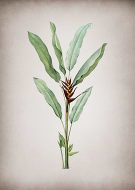 Vintage Parrot Heliconia