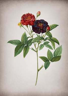 Vintage Van Eeden Rose