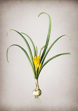 Yellow Autumn Crocus