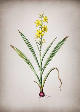 Wachendorfia Thyrsiflora