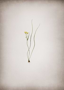 Ornithogalum Spathaceum