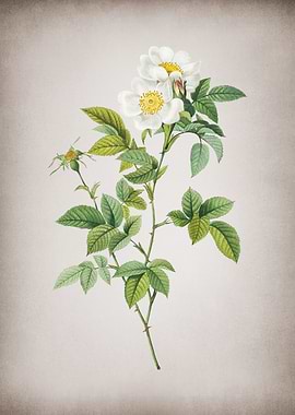 Vintage White Anjou Roses