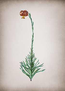 Scarlet Martagon Lily