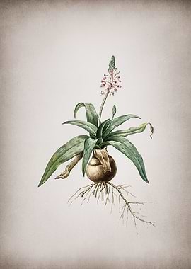Lachenalia Lanceaefolia