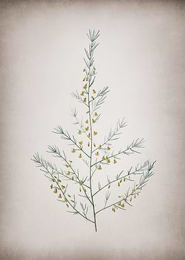 Vintage Sea Asparagus