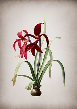 Sprekelia