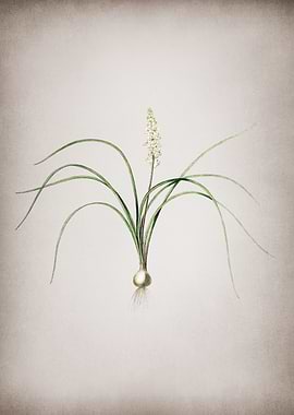 Lachenalia Angustifolia