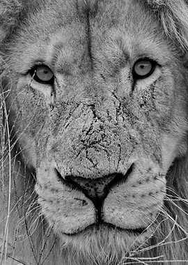 Lion Face b+w
