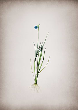 Vintage Blue eyed grass