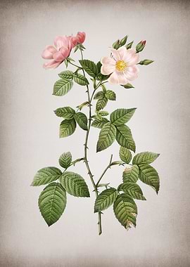 Red Bramble Leaved Rose