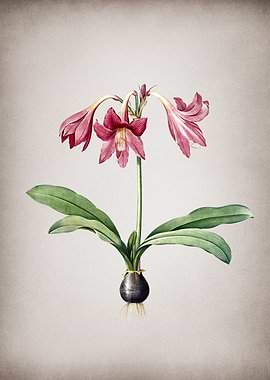 Netted Veined Amaryllis