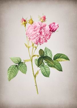 Vintage Pink Agatha Rose