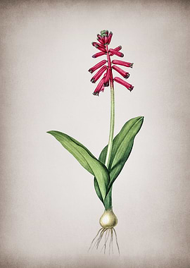 Vintage Lachenalia Pendula