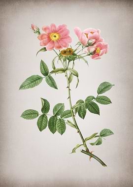 Lady Monson Rose in Bloom