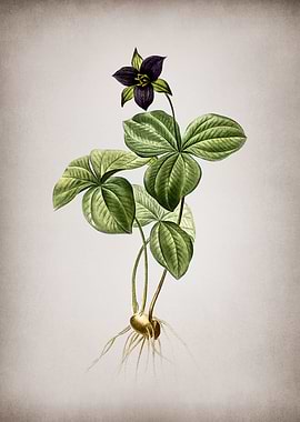 Trillium Rhomboideum