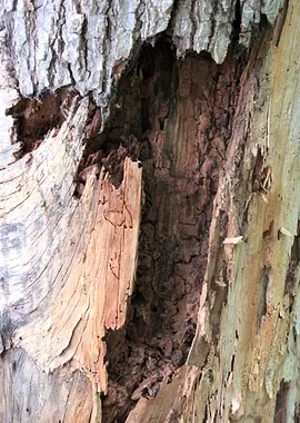 Natures Abstract