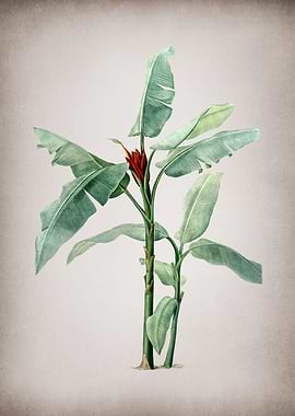 Vintage Scarlet Banana