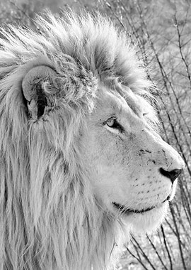 White Lion Portrait 4871