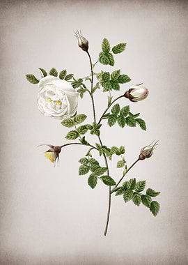 Vintage Silver Hispid Rose