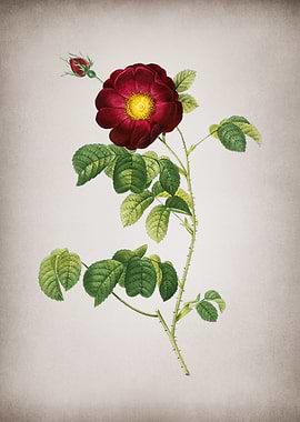 Vintage Rose
