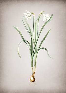 Narcissus Candidissimus