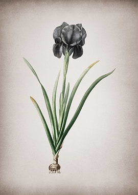Vintage Mourning Iris