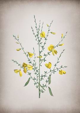 Yellow Broom Flowers