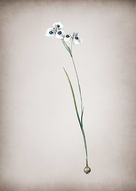 Vieusseuxia Glaucopis