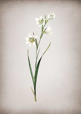 Vintage Painted Lady