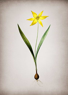 Vintage Tulipa Celsiana