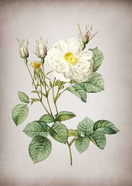 White Rose of York
